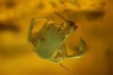 Fossil Spider (Araneae) and Prey In Baltic Amber #200193-2